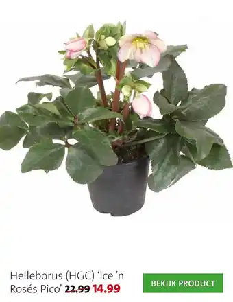 Intratuin Helleborus (HGC) 'Ice 'n Rosés Pico' aanbieding