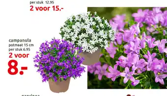 Deka Tuin campanula potmaat 15 cm aanbieding