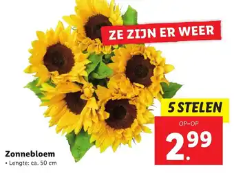 Lidl Zonnebloem aanbieding