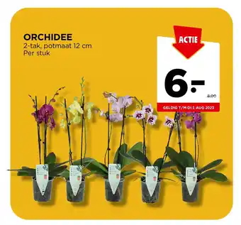 Jumbo ORCHIDEE 2-tak, potmaat 12 cm Per stuk aanbieding