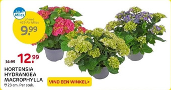 Praxis Hortensia hydrangea macrophylla aanbieding