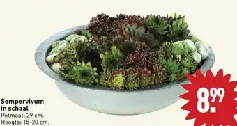 ALDI Sempervivum in schaal potmaat: 29 cm. hoogte: 15-20 cm. per stuk. aanbieding