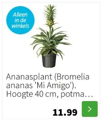 Intratuin Ananasplant (bromelia ananas 'mi amigo'). hoogte 40 cm, potmaat 12 cm aanbieding