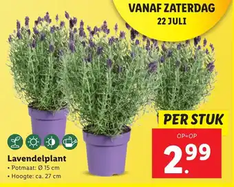 Lidl Lavendelplant • Potmaat: Ø 15 cm • Hoogte: ca. 27 cm aanbieding