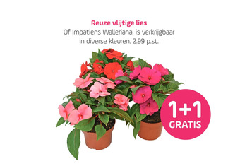 Coppelmans Reuze vlijtige lies aanbieding