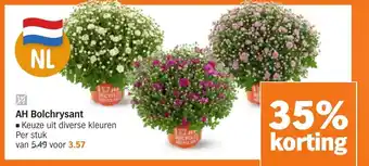 Albert Heijn AH Bolchrysant ■Keuze uit diverse kleuren aanbieding