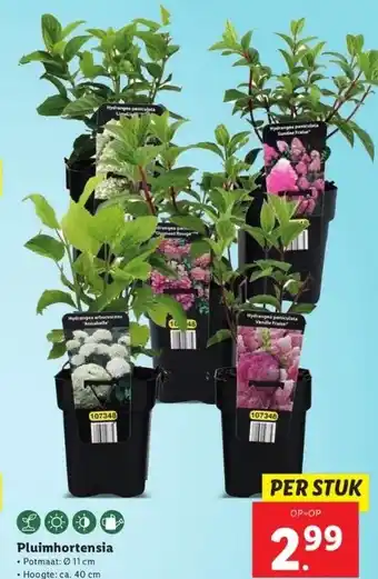 Lidl Pluimhortensia aanbieding