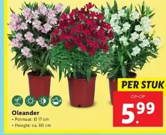 Lidl Oleander aanbieding