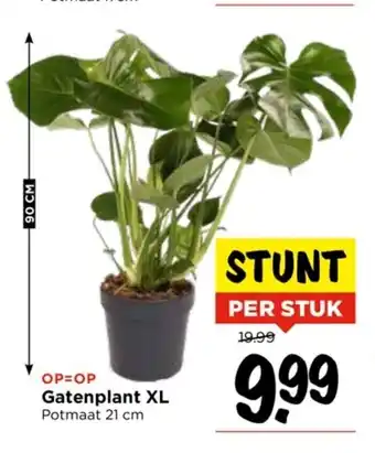 Vomar Voordeelmarkt Gatenplant XL Potmaat 21 cm aanbieding