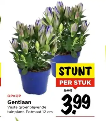 Vomar Voordeelmarkt Gentiaan Vaste groenblijvende tuinplant. Potmaat 12 cm aanbieding