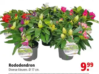 Welkoop Rododendron aanbieding