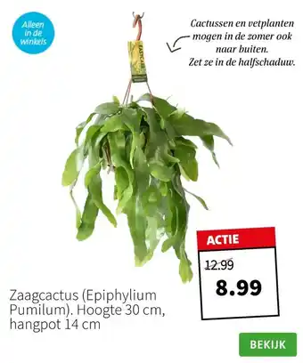 Intratuin Zaagcactus (epiphylium pumilum). hoogte 30 cm, hangpot 14 cm aanbieding