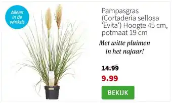 Intratuin Pampasgras (cortaderia sellosa 'evita') hoogte 45 cm, potmaat 19 cm aanbieding