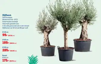 Makro Olijfboom Olea Europaea aanbieding