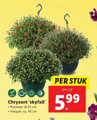 Lidl Chrysant 'skyfall' aanbieding