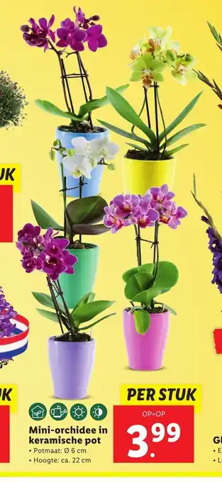 Lidl Mini-orchidee in keramische pot aanbieding