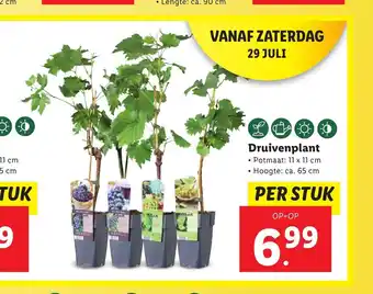 Lidl Druivenplant aanbieding