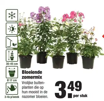 ALDI Bloeiende zomermix aanbieding