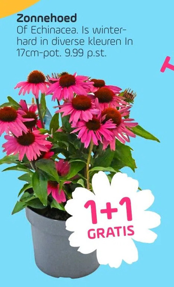 Coppelmans Zonnehoed aanbieding
