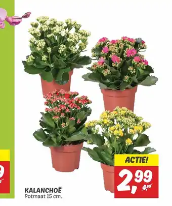 Dekamarkt KALANCHOË Potmaat 15 cm. aanbieding