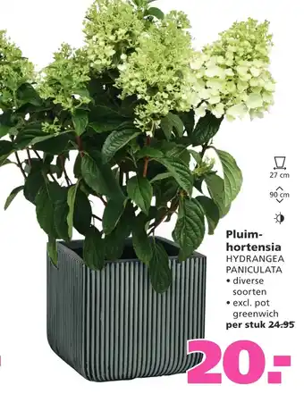 Ranzijn Pluim- hortensia hydrangea paniculata aanbieding