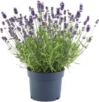 Intratuin Lavendel (lavandula angustifolia 'felice') d 15 h 35 cm aanbieding