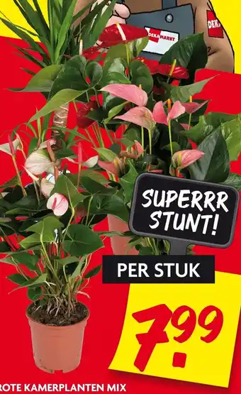 Dekamarkt Grote kamerplanten mix aanbieding