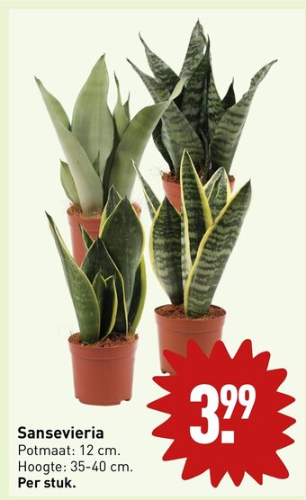 ALDI Sansevieria Potmaat: 12 cm. Hoogte: 35-40 cm. aanbieding