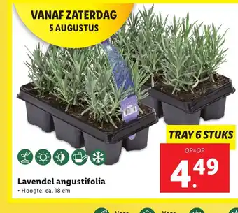 Lidl Lavendel angustifolia Hoogte: ca. 18 cm TRAY 6 STUKS aanbieding