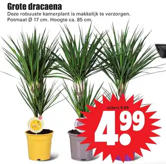 Dirk Grote dracaena aanbieding