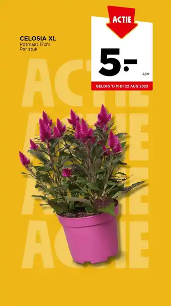 Jumbo CELOSIA XL Potmaat 17cm Per stuk aanbieding