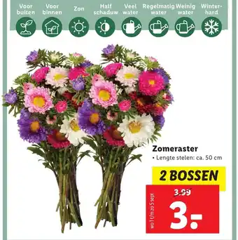 Lidl Zomeraster 50 cm 2 Bossen aanbieding