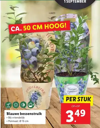 Lidl Blauwe Bessenstruik 15 cm aanbieding