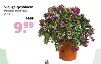 GroenRijk Vleugeltjesbloem Polygala Myrtifolia Ø 19 Cm aanbieding