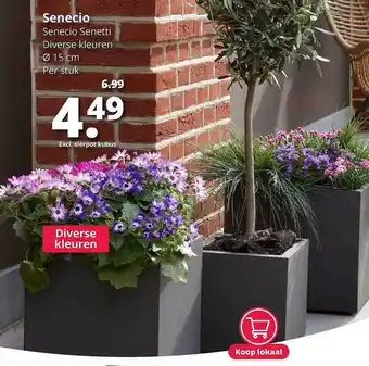 GroenRijk Sencio Senetti Ø 15 Cm aanbieding