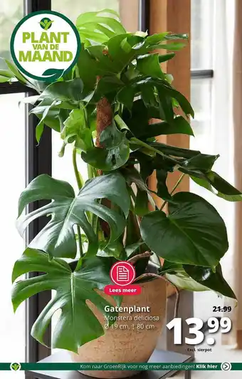 GroenRijk Gatenplant Monstera Deliciosa Ø 19 Cm aanbieding