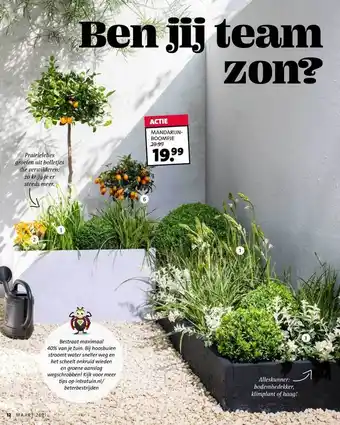 Intratuin Mandarijnboompje aanbieding