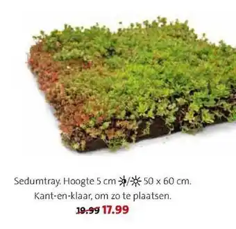 Intratuin Sedumtray. Hoogte 5 Cm 50x60 Cm aanbieding