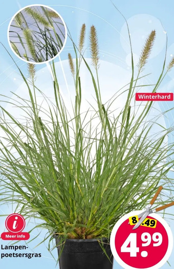 GroenRijk Lampenpoetsersgras aanbieding