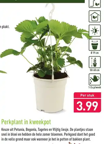 ALDI Perkplant in kweekpot aanbieding