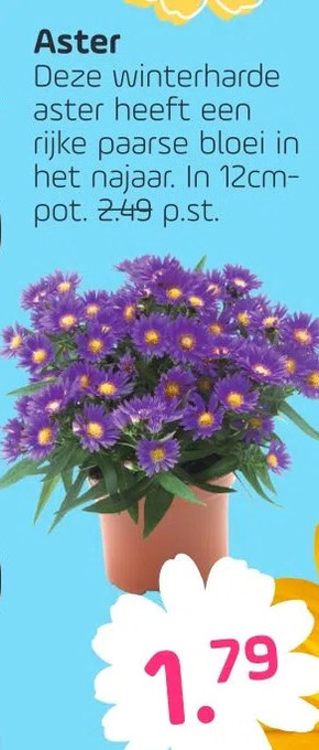 Coppelmans Aster aanbieding