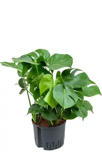 123Planten Monstera deliciosa aanbieding