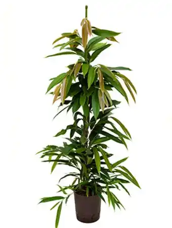 123Planten Ficus amstel king aanbieding