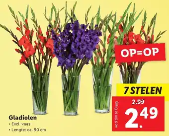 Lidl Gladiolen 7 STELEN aanbieding