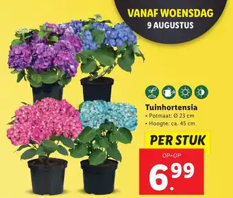 Lidl Tuinhortensia aanbieding