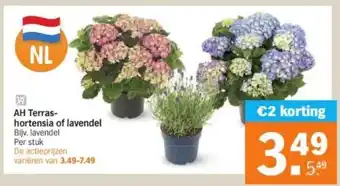 Albert Heijn AH Terras-hortensia of lavendel aanbieding