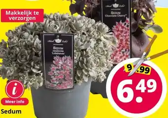 GroenRijk Sedum aanbieding