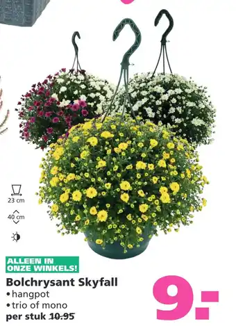 Ranzijn Bolchrysant skyfall aanbieding