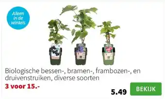 Intratuin Biologische bessen-, bramen-, frambozen-, en druivenstruiken, diverse soorten aanbieding