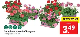 Lidl Geraniums Staand Of Hangend 22-25 cm aanbieding
